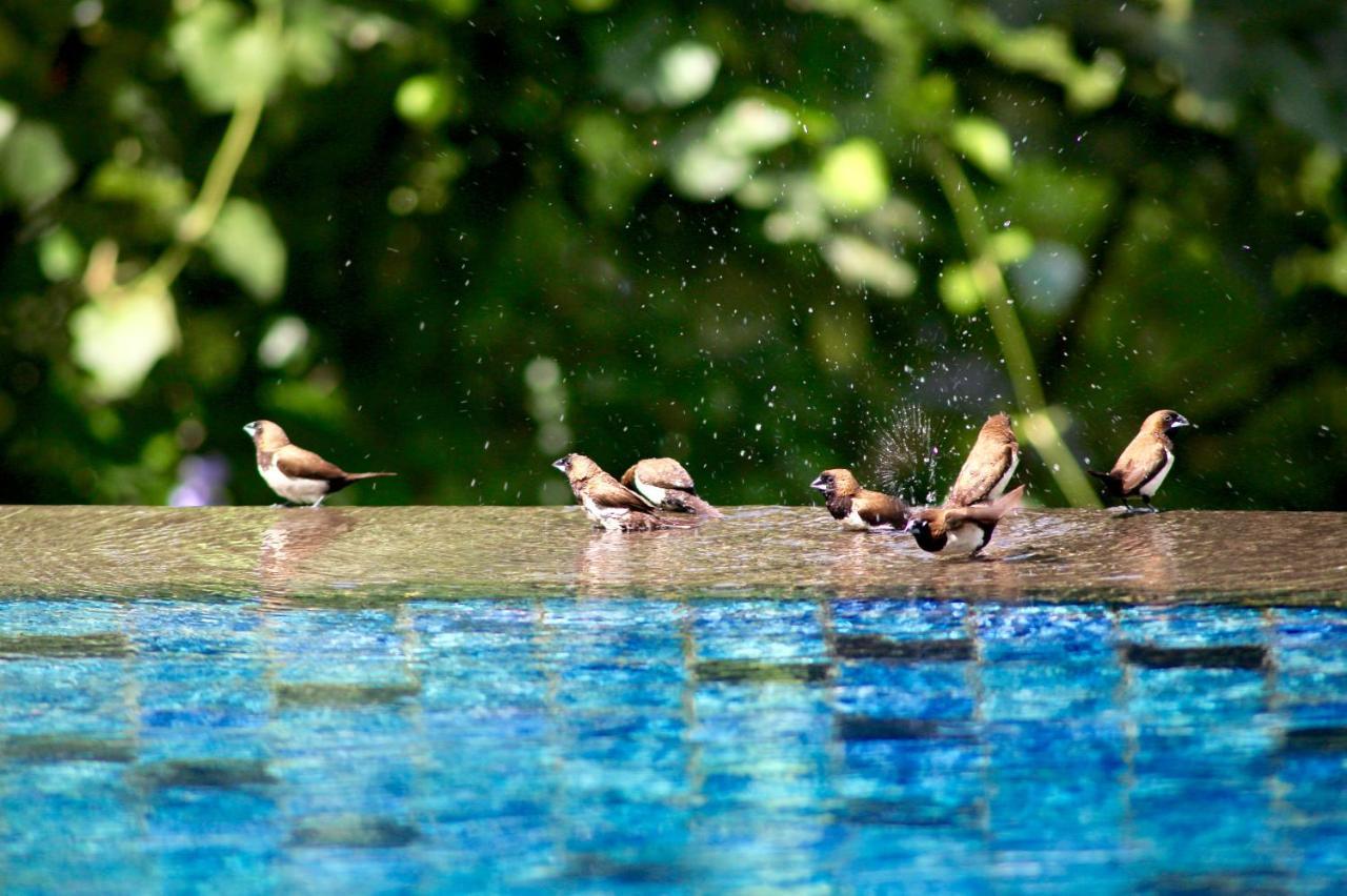 The Manipura Luxury Estate And Spa Up To 18 Person, Fully Serviced Ubud Kültér fotó